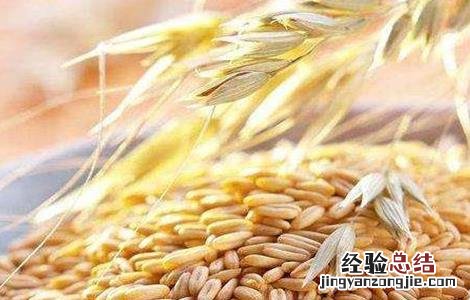 如何提高燕麦种子发芽率