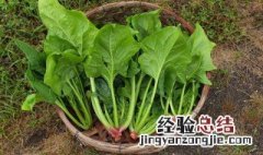 蔬菜水果保鲜方法 菠菜怎么保存新鲜不烂