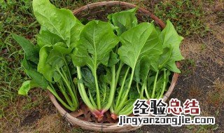 蔬菜水果保鲜方法 菠菜怎么保存新鲜不烂