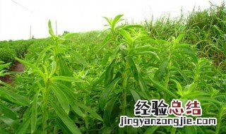 甜菊叶的功效与作用 甜叶菊的功效与作用