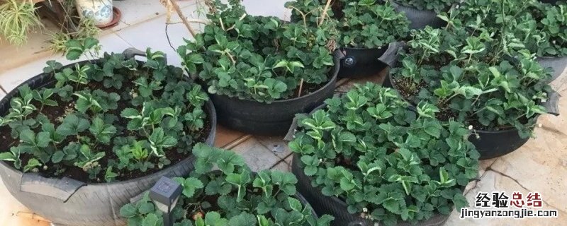 缓苗期怎么浇水 缓苗期如何浇水