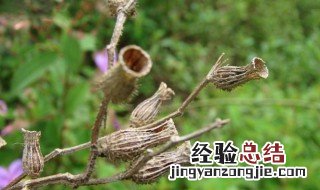 朝天罐的功效与作用及食用方法图片 朝天罐的功效与作用