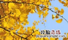 适合庭院种的树 适合庭院种的树花