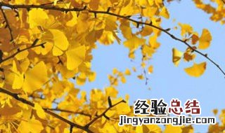 适合庭院种的树 适合庭院种的树花
