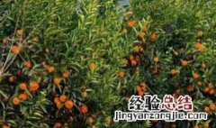 庭院适合种什么果树 南方庭院适合种什么果树