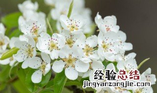 风雨梨花寒食过几家坟上子孙来下一句 风雨梨花寒食过几家坟上子孙来的出处