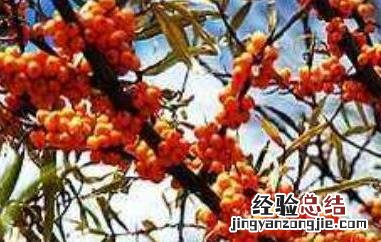 沙棘籽怎么吃 沙棘籽怎么吃?