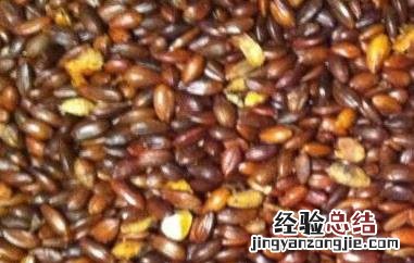 沙棘籽泡水喝的功效与作用 沙棘籽的功效与作用