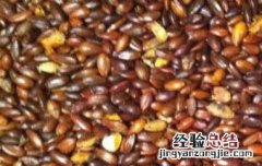 沙棘籽泡水喝的功效与作用 沙棘籽的功效与作用