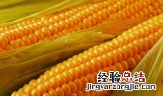 粘玉米的营养价值及功效与作用禁忌 粘玉米的营养价值及功效与作用
