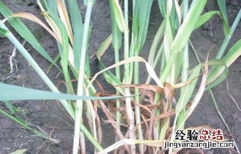 如何防治小麦纹枯病 如何防治小麦纹枯病