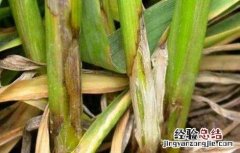 如何防治小麦纹枯病 如何防治小麦纹枯病