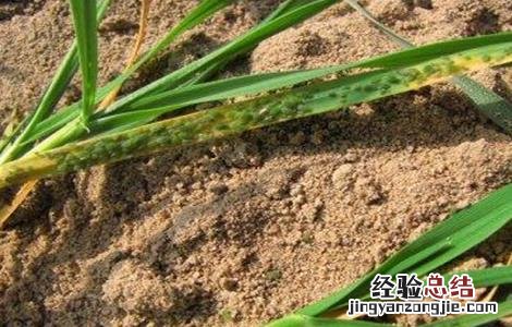 如何防治小麦纹枯病 如何防治小麦纹枯病