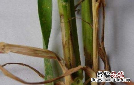 如何防治小麦纹枯病 如何防治小麦纹枯病