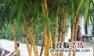 适合庭院种植的树 家里适合种什么树