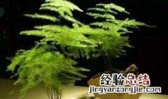适合种阳台的植物有哪些 适合种阳台的植物
