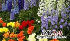 室内适合种什么花 4月室内适合种什么花