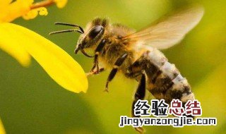 蜜蜂的特点 蜜蜂的象征意义是什么