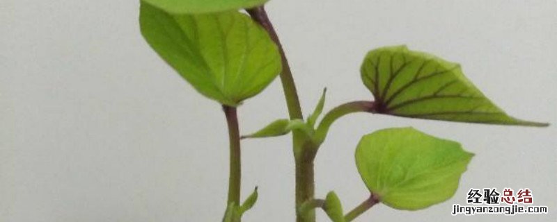 怎样育红薯苗最快 怎样育红薯苗出得快又多