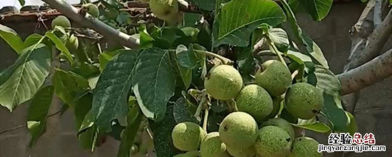 核桃树黑斑病用什么药 核桃树黑腐病打什么药