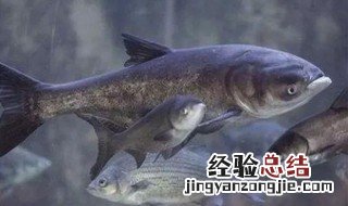 胖头鱼的功效与作用禁忌 胖头鱼的功效与作用