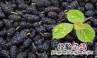 桑椹功效和最佳搭配 桑椹功效和最佳搭配图片
