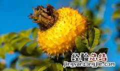 刺梨汁的功效与作用 刺梨原汁的功效与作用及禁忌