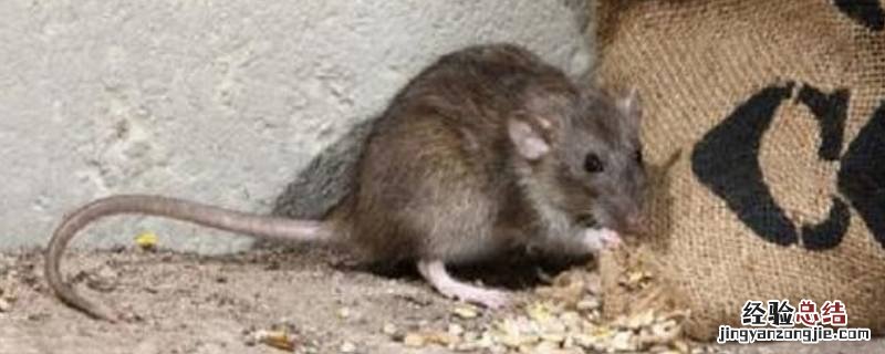 死老鼠不处理 死老鼠怎么处理