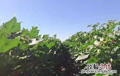 棉花整枝技术要点包括 棉花整枝技术要点