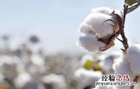 棉花整枝技术要点包括 棉花整枝技术要点