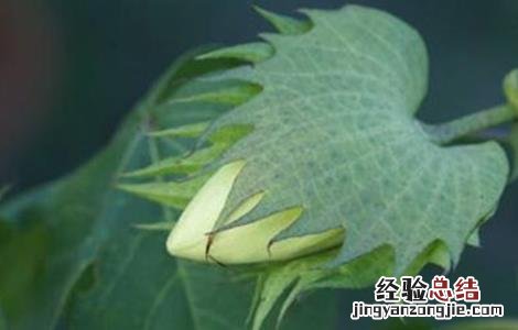棉花整枝技术要点包括 棉花整枝技术要点