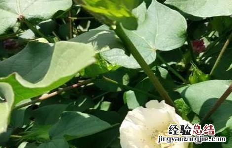 棉花整枝技术要点包括 棉花整枝技术要点