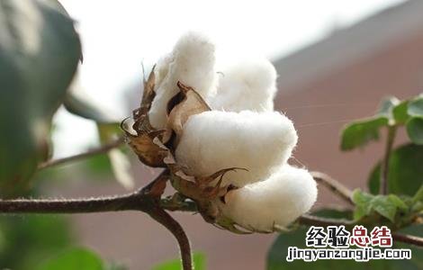 棉花整枝技术要点包括 棉花整枝技术要点