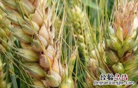 小麦赤霉病防治措施 小麦赤霉病防治方法