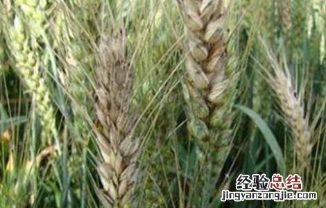 小麦赤霉病防治措施 小麦赤霉病防治方法
