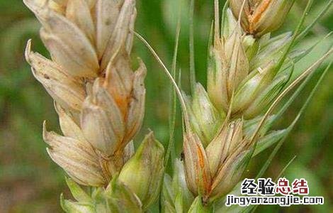 小麦赤霉病防治措施 小麦赤霉病防治方法