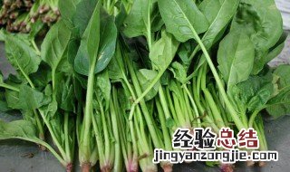 菠菜的营养价值及功效与作用生姜 菠菜的营养价值及功效与作用