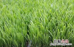 水稻育苗移栽技术的增产优势 水稻的育苗移栽技术