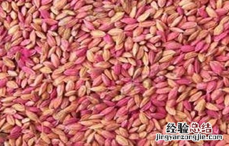小麦包衣注意事项图片 小麦包衣注意事项