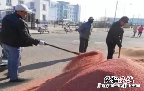 小麦包衣注意事项图片 小麦包衣注意事项