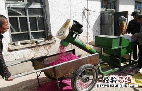 小麦包衣注意事项图片 小麦包衣注意事项