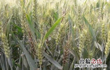 小麦后期死穗的原因 小麦死穗原因及防治措施