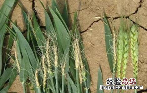 小麦后期死穗的原因 小麦死穗原因及防治措施