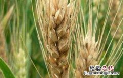 小麦后期死穗的原因 小麦死穗原因及防治措施