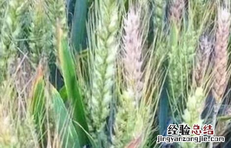 小麦后期死穗的原因 小麦死穗原因及防治措施