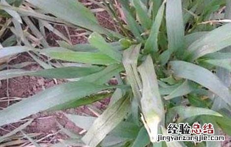 小麦病害防治措施 小麦药害原因及补救措施