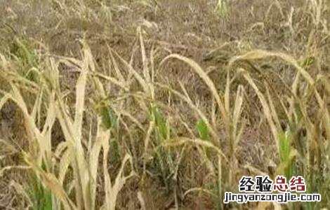 小麦病害防治措施 小麦药害原因及补救措施