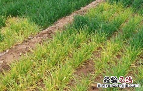 小麦病害防治措施 小麦药害原因及补救措施