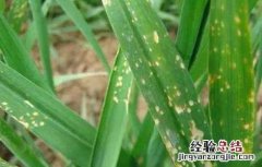 小麦病害防治措施 小麦药害原因及补救措施