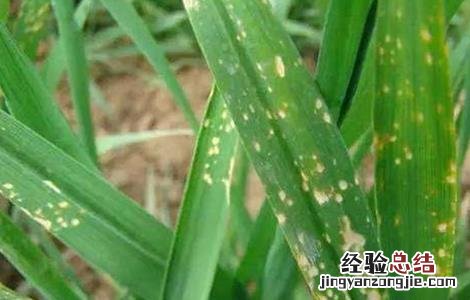 小麦病害防治措施 小麦药害原因及补救措施